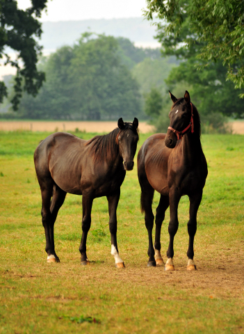 Jährlingshengste v. Marseille und Saint Cyr - Foto: Beate Langels -
Trakehner Gestüt Hämelschenburg