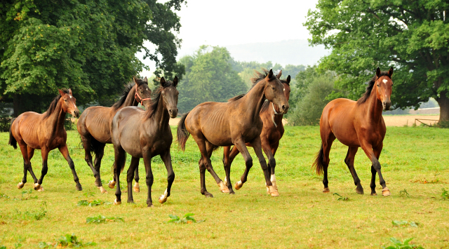 Ein- und zweijährige Hengste - Foto: Beate Langels -
Trakehner Gestüt Hämelschenburg