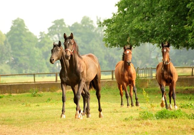 Ein- und zweijährige Hengste - Foto: Beate Langels -
Trakehner Gestüt Hämelschenburg