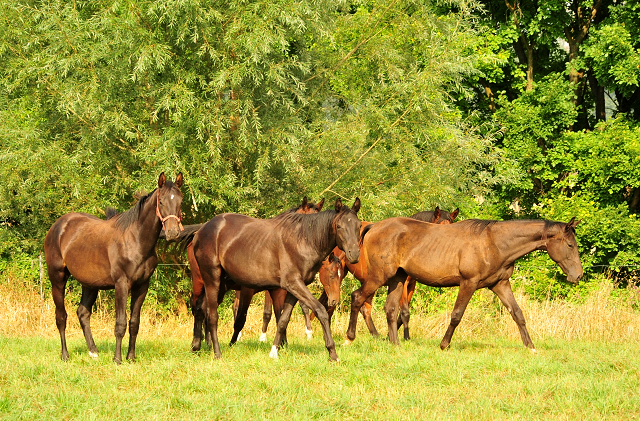 - Foto: Beate Langels - Ein- und zweijährige Hengste
Trakehner Gestüt Hämelschenburg