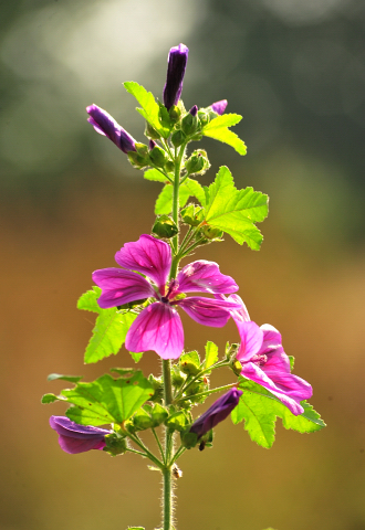 - Foto: Beate Langels -
Trakehner Gestüt Hämelschenburg