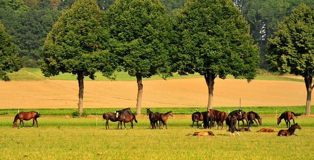 Die Hämelschenburger Stuten und Fohlen auf der Feldweide - Foto: Beate Langels -
Trakehner Gestüt Hämelschenburg