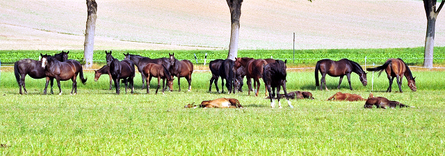 Die Hämelschenburger Stuten und Fohlen auf der Feldweide - Foto: Beate Langels -
Trakehner Gestüt Hämelschenburg