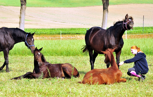 Die Hämelschenburger Stuten und Fohlen auf der Feldweide - Foto: Beate Langels -
Trakehner Gestüt Hämelschenburg