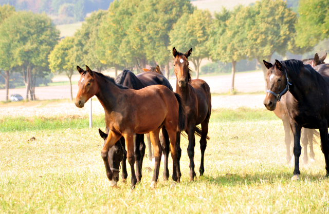 - Foto: Beate Langels -
Trakehner Gestüt Hämelschenburg