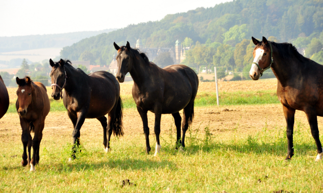 - Foto: Beate Langels -
Trakehner Gestüt Hämelschenburg