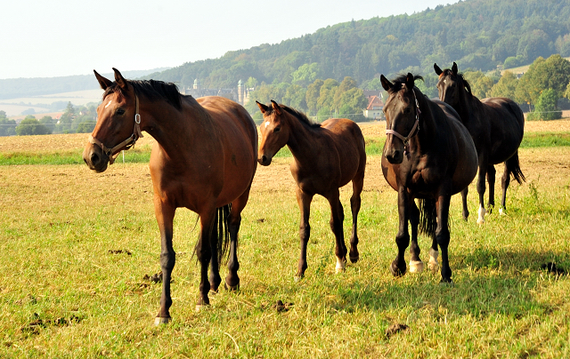 - Foto: Beate Langels -
Trakehner Gestüt Hämelschenburg