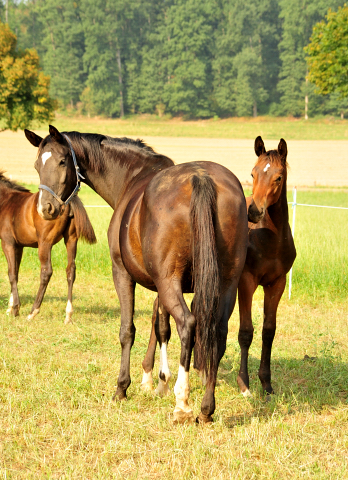 - Foto: Beate Langels - Thirica mit Hengstfohlen von Oliver Twist
Trakehner Gestüt Hämelschenburg