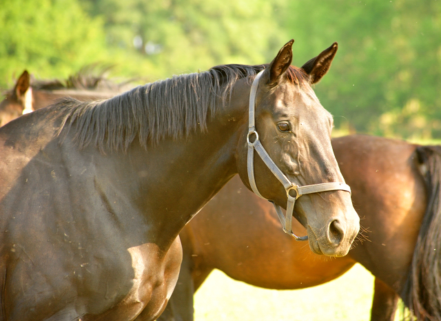 Elitestute Vicenza v. Showmaster - Foto: Beate Langels -
Trakehner Gestüt Hämelschenburg