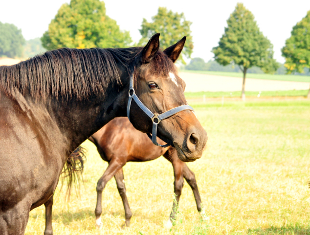 Elitestute Schwalbenspiel v. Exclusiv - Foto: Beate Langels -
Trakehner Gestüt Hämelschenburg