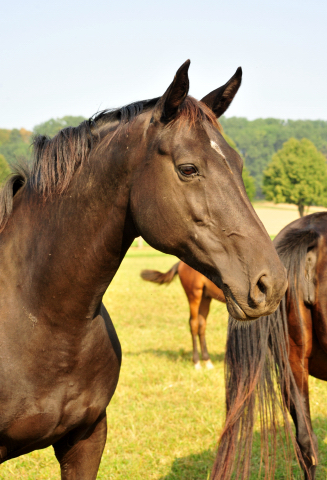 - Foto: Beate Langels - Prämienstute Vittoria v. Exclusiv<p>
Trakehner Gestüt Hämelschenburg