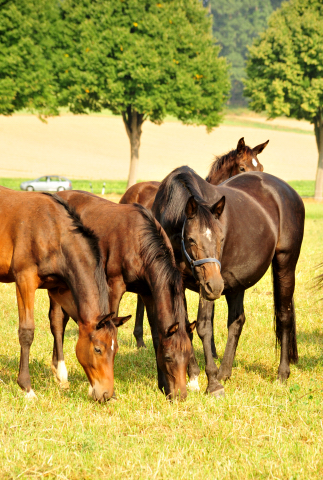 - Foto: Beate Langels -
Trakehner Gestüt Hämelschenburg