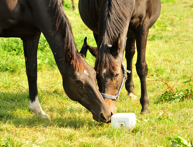 - Foto: Beate Langels - Vittoria und Schwalbenspiel
Trakehner Gestüt Hämelschenburg