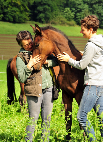 Glory Day - Trakehner Stutfohlen von Shavalou u.d. Giulietta v. Saint Cyr - Trakehner Gestt Hmelschenburg - Foto: Beate Langels