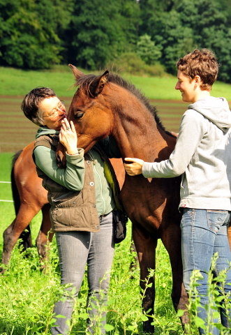 Glory Day - Trakehner Stutfohlen von Shavalou u.d. Giulietta v. Saint Cyr - Trakehner Gestt Hmelschenburg - Foto: Beate Langels