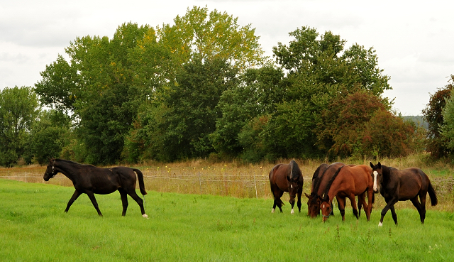 Jhrlingshengste im September 2018 - Trakehner Gestt Hmelschenburg - Foto: Beate Langels