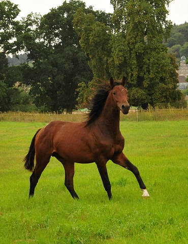 Jhrlingshengste im September 2018 - Trakehner Gestt Hmelschenburg - Foto: Beate Langels