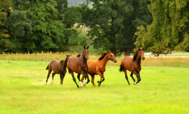 Jhrlingshengste im September 2018 - Trakehner Gestt Hmelschenburg - Foto: Beate Langels