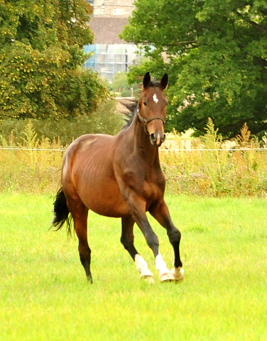 Jhrlingshengste im September 2018 - Trakehner Gestt Hmelschenburg - Foto: Beate Langels