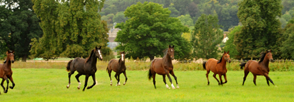 September - Impressionen - Trakehner Gestt Hmelschenburg 2018 - Foto: Beate Langels