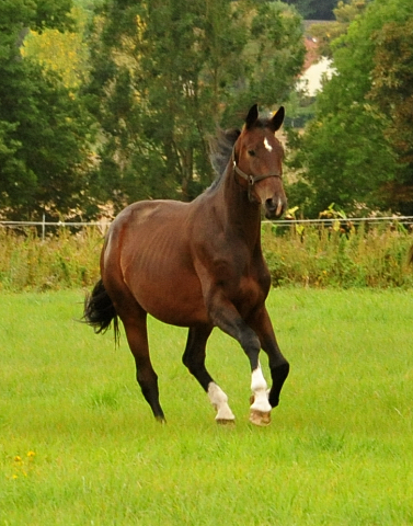 Jhrlingshengste im September 2018 - Trakehner Gestt Hmelschenburg - Foto: Beate Langels