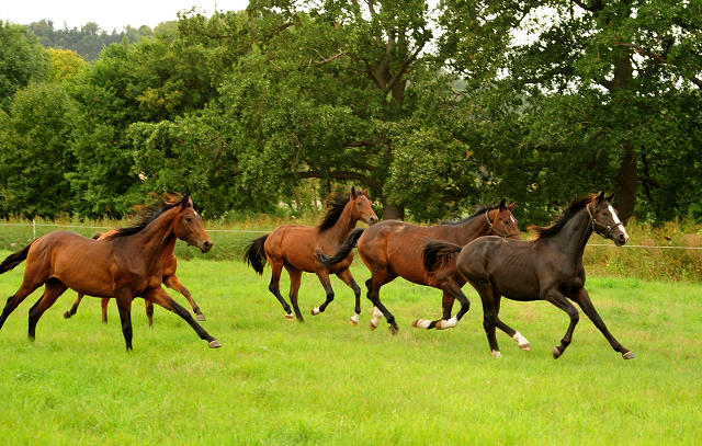 Jhrlingshengste im September 2018 - Trakehner Gestt Hmelschenburg - Foto: Beate Langels