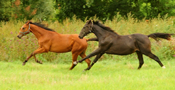 September - Impressionen - Trakehner Gestt Hmelschenburg 2018 - Foto: Beate Langels