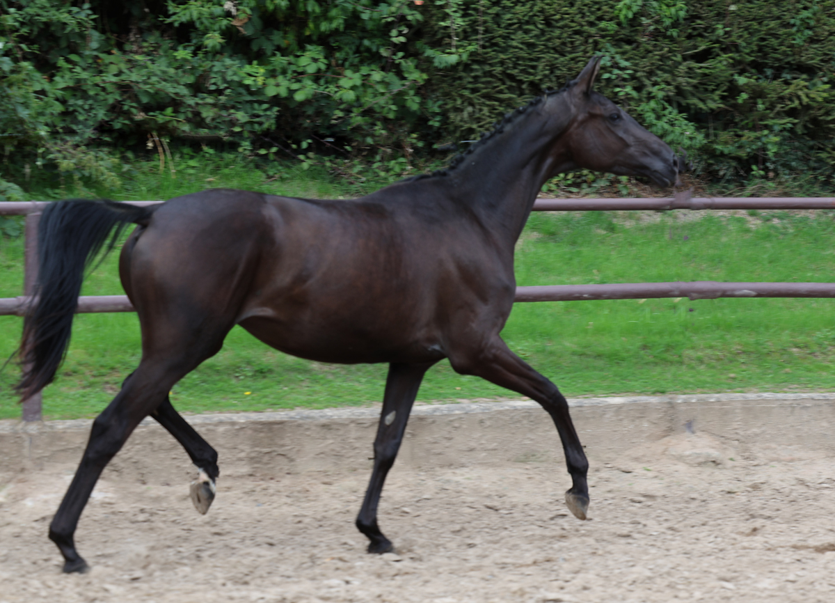 Trakehner Stute Schwalbe's Party von Preu�en Party u.d. Pr.,St.Pr. u. Elitestute  Schwalbenlicht v. Imperio - Foto: Beate Langels - 
Trakehner Gest�t H�melschenburg