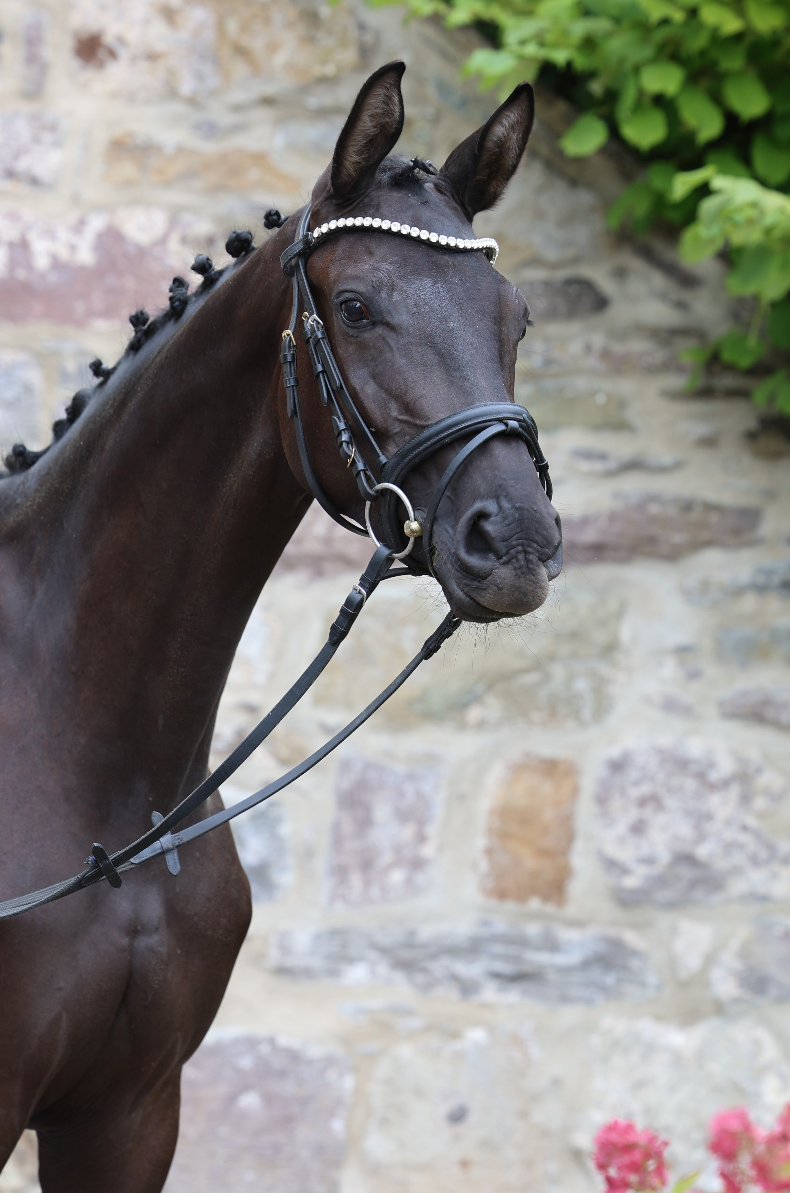 Trakehner Stute Schwalbe's Party von Preu�en Party u.d. Pr.,St.Pr. u. Elitestute  Schwalbenlicht v. Imperio - Foto: Beate Langels - 
Trakehner Gest�t H�melschenburg