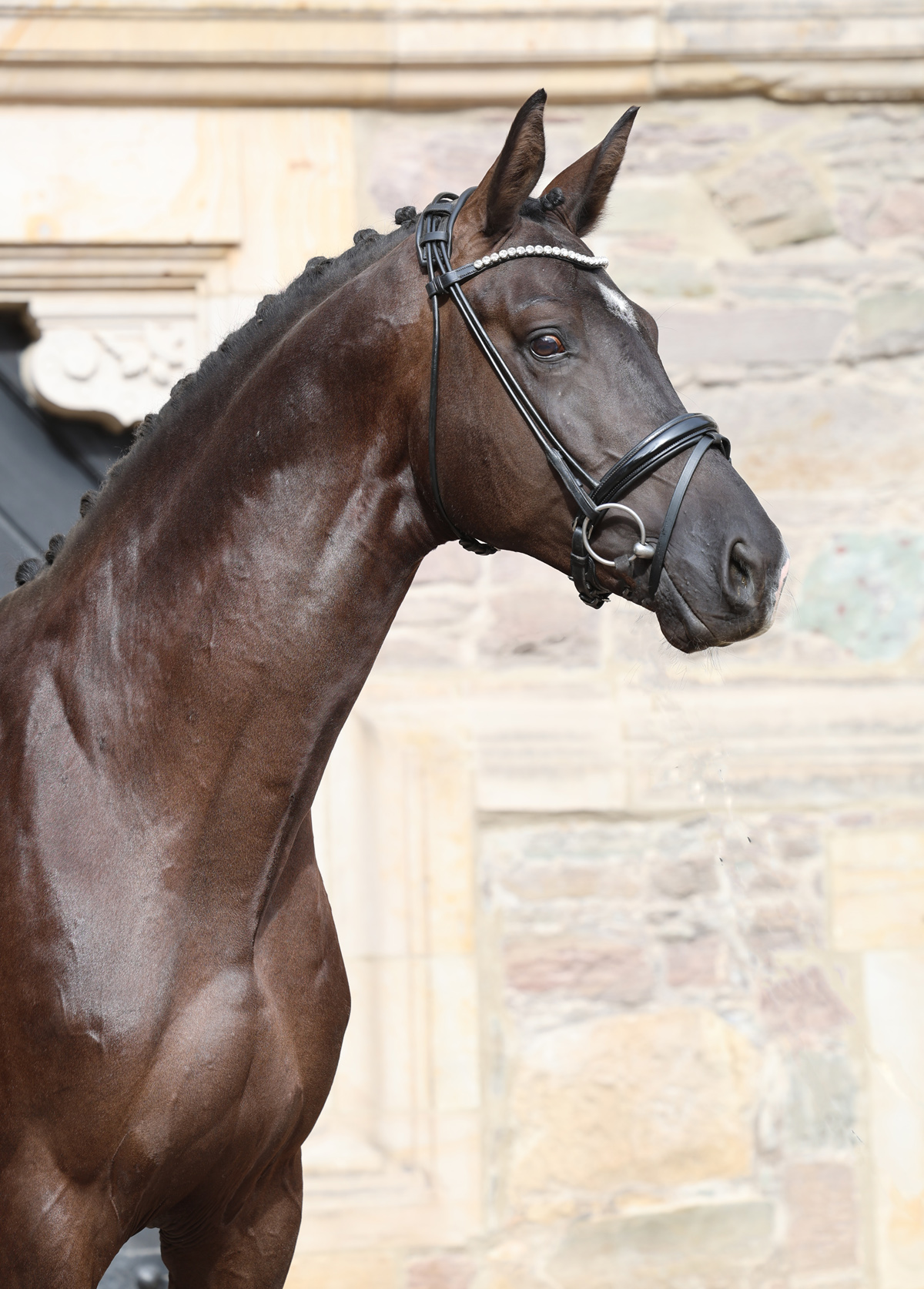 Trakehner Pr�mienhengst SUTHERLAND v. Saint Cyr u.d. Pr�mienstute Schwalbenland v. Touch my Heart - Foto: Beate Langels - Trakehner Gest�t H�melschenburg