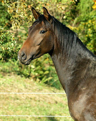 2j�hriger Trakehner Hengst von Shavalou u.d. Arancha v. Marduc