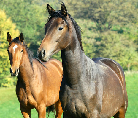 2j�hriger Trakehner Hengst von Shavalou u.d. Arancha v. Marduc