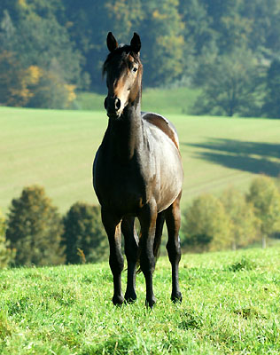 2j�hriger Trakehner Hengst von Shavalou u.d. Arancha v. Marduc