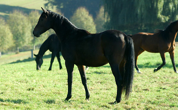 2j�hriger Trakehner Hengst von Shavalou u.d. Arancha v. Marduc