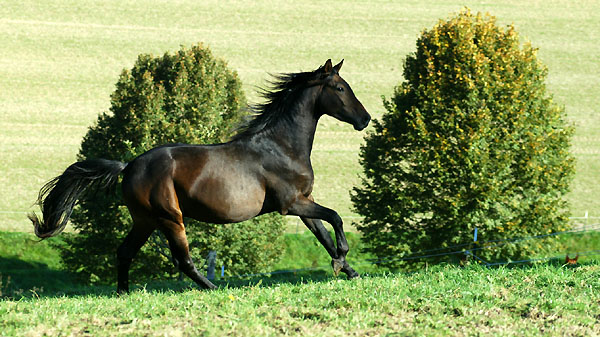 2j�hriger Trakehner Hengst von Shavalou u.d. Arancha v. Marduc