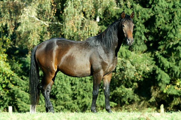 2j�hriger Trakehner Hengst von Shavalou u.d. Arancha v. Marduc