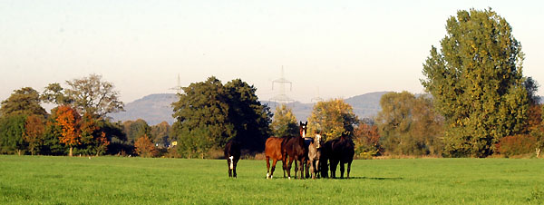 Einjhrige Hengste und 2jhrige Wallache im goldenen Oktober 2010, Gestt Hmelschenburg, Foto: Beate Langels