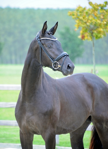 Scansano von His Moment x Imperio - Trakehner Gestt Hmelschenburg - Foto: Beate Langels - 
Trakehner Gestt Hmelschenburg