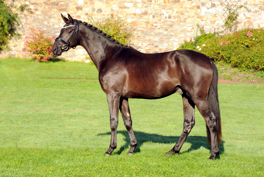 Scansano v. His Moment u.d. Schwalbenlicht - Foto: Beate Langels - Trakehner Gestt Hmelschenburg