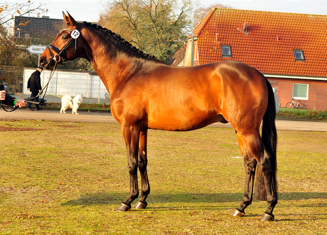 in Neumnster gekrt: Karakallis von High Motion - Trakehner Gestt Hmelschenburg - Beate Langels