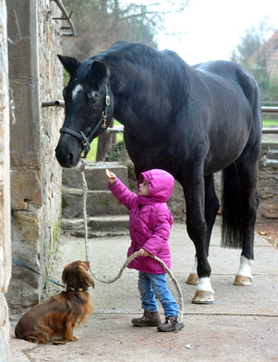 Greta gratuliert Kostolany zum 27. Geburtstag - Foto: Beate Langels - Trakehner Gestt Hmelschenburg