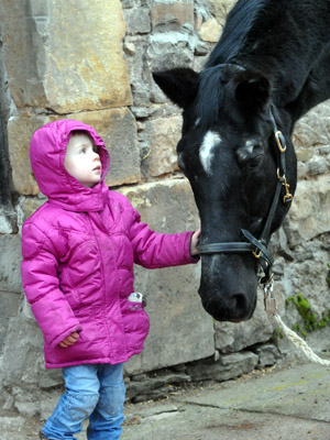 Greta gratuliert Kostolany zum 27. Geburtstag - Foto: Beate Langels - Trakehner Gestt Hmelschenburg