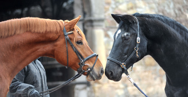 Rivergold gratuliert seinem Urgroovater Kostolany zum 27. Geburtstag - Foto: Beate Langels - Trakehner Gestt Hmelschenburg