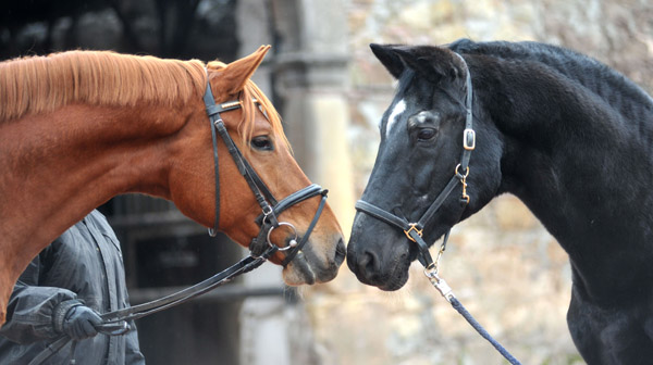 Rivergold gratuliert seinem Urgrovater Kostolany zum 27. Geburtstag - Foto: Beate Langels - Trakehner Gestt Hmelschenburg