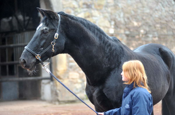 Kostolany und Johanna am 10. Dezember 2011 - Foto: Beate Langels - Trakehner Gestt Hmelschenburg