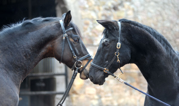 Sputnik und Kostolany - 27. Geburtstag - Foto: Beate Langels - Trakehner Gestt Hmelschenburg