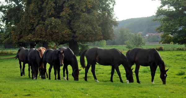 Hengstnachwuchs im Gestt Hmelschenburg - Foto: Beate Langels - Trakehner Gestt Hmelschenburg