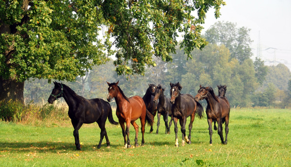 Jhrlingshengste im Gestt Hmelschenburg - Foto: Beate Langels - Trakehner Gestt Hmelschenburg