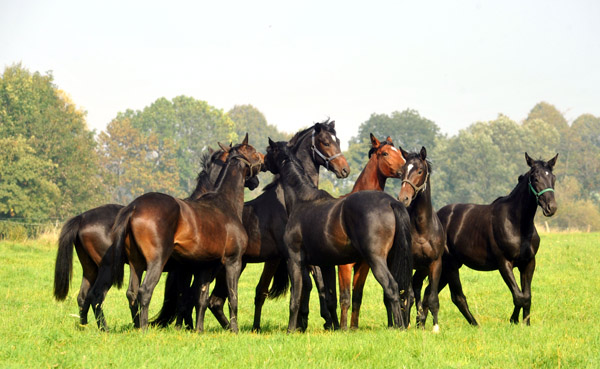 Trakehner Jhrlingshengste im Gestt Hmelschenburg - Foto: Beate Langels - Trakehner Gestt Hmelschenburg