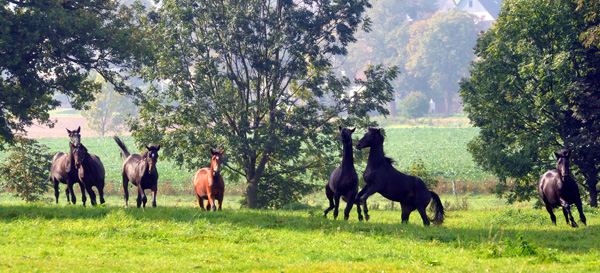 Jhrlingshengste im Gestt Hmelschenburg - Foto: Beate Langels - Trakehner Gestt Hmelschenburg